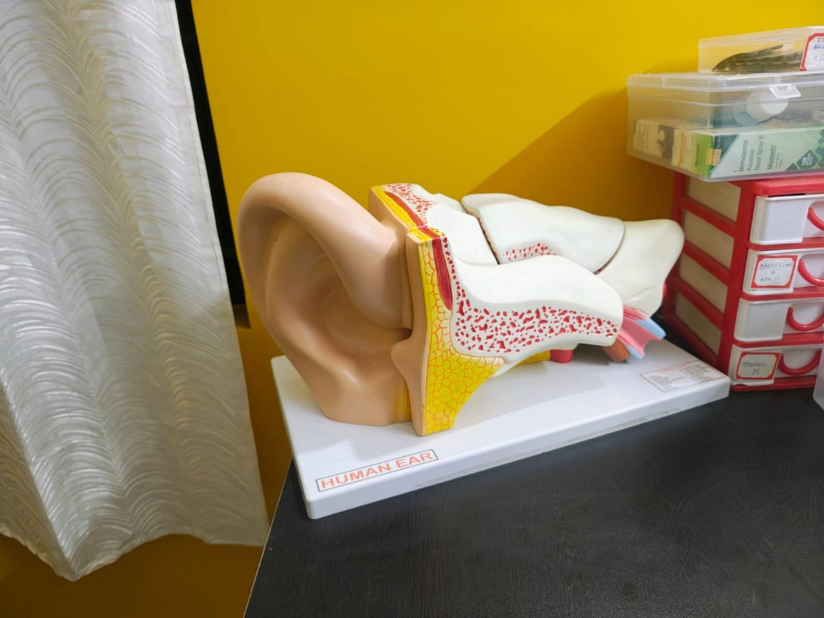 Anatomical human ear model on a display stand beside plastic storage drawers