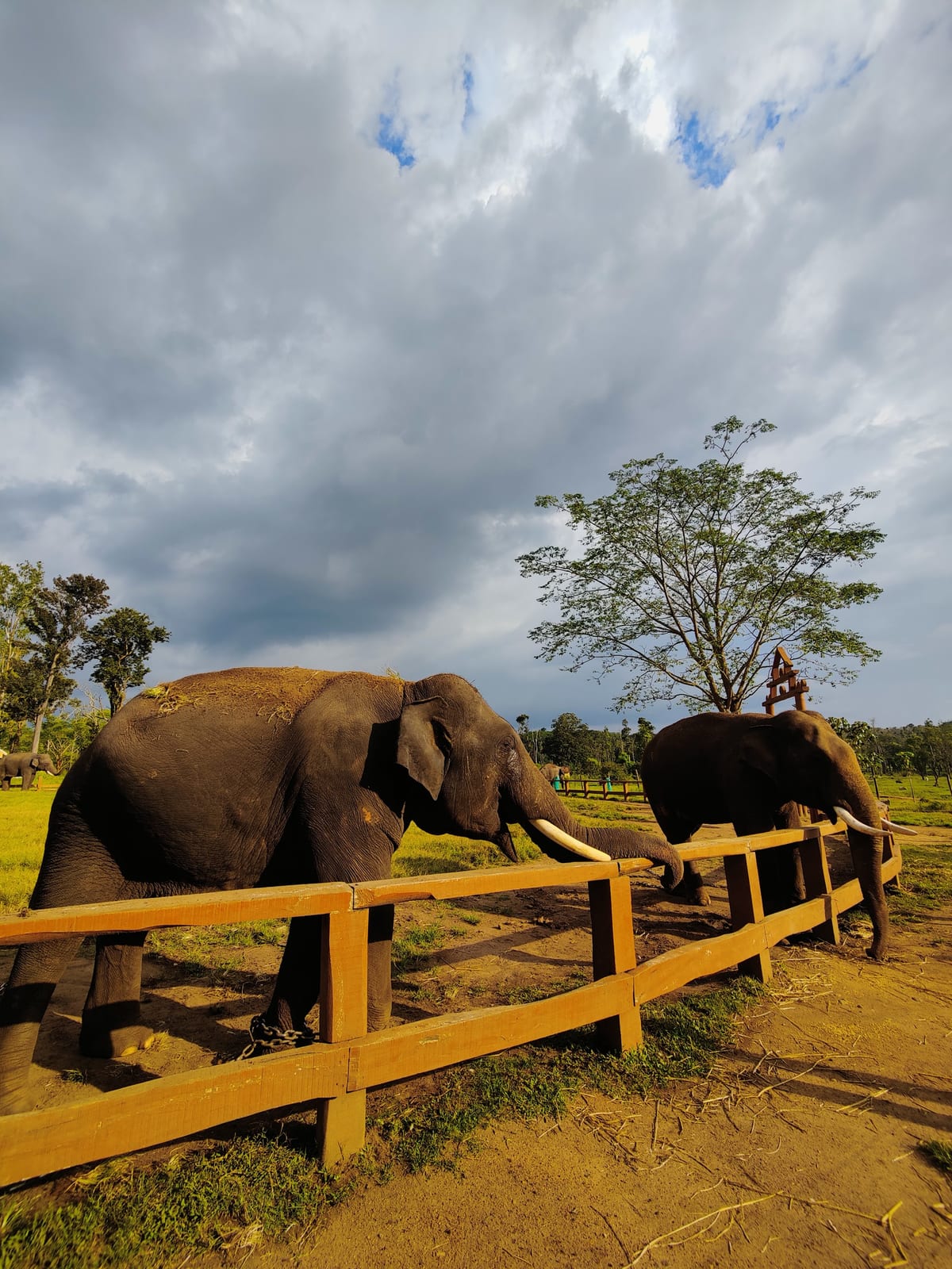 Two elephants standing behind a wooden fence in a grassy enclosure